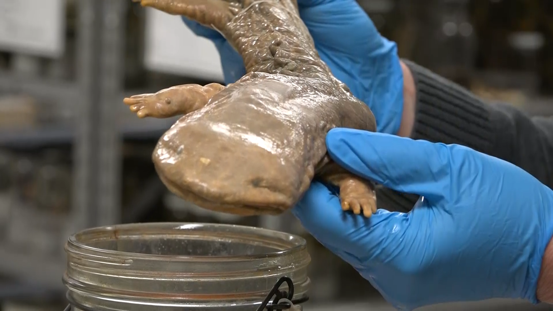 Meet Pennsylvania's Official Amphibian: The Eastern Hellbender